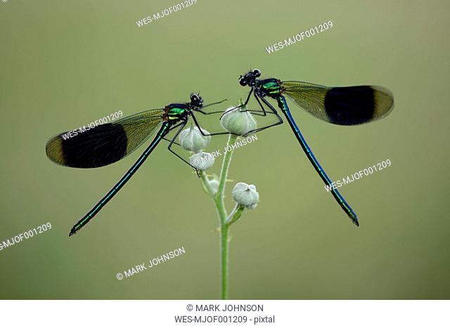 Two male banded demoiselles on buds