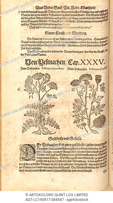 Pastinaca domestica et Pastinaca sylvestris, Zame Pestnachen and Wild Pestnachen, Fol. 131v, 1590, Pietro Andrea Mattioli