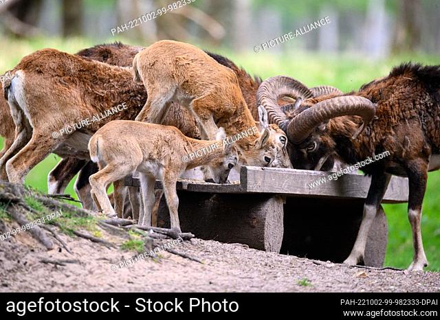 07 May 2022, Hamburg: European mouflon (Ovis gmelini musimon) at a feeding trough in their enclosure in the Klövensteen Game Reserve