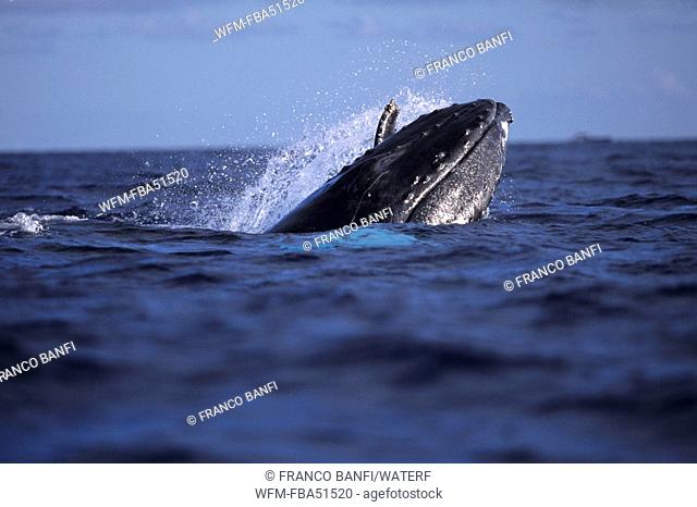Humpback Whale, Megaptera novaeangliae, Silver Banks, Caribbean Sea, Dominican Republic