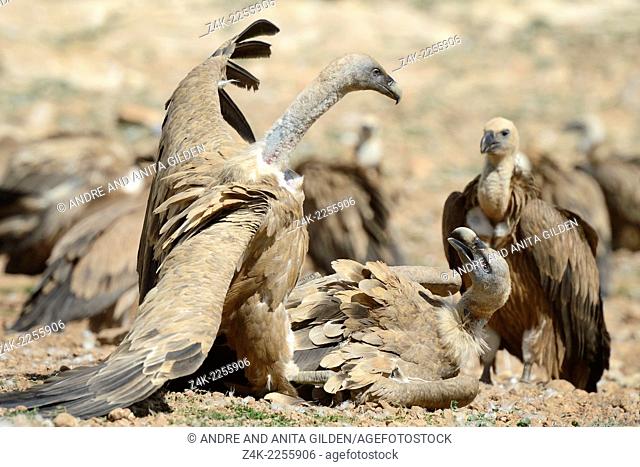 Griffon Vulture (Gyps fulvus) fighting on the ground
