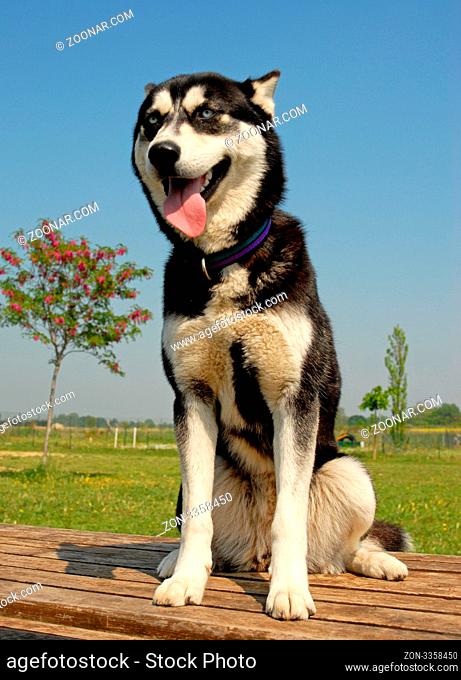 portrait of a beautiful puppy purebred siberian husky