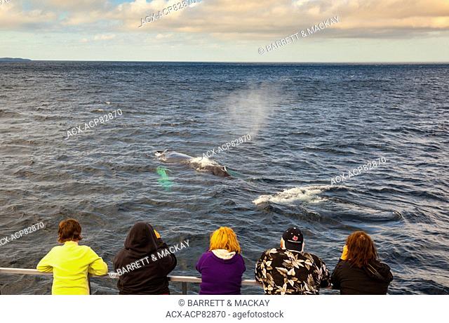 Humpback Whale, (Megaptera novaeangliae), and whale watchers, Witless Bay Ecological Reserve, Newfoundland, Canada