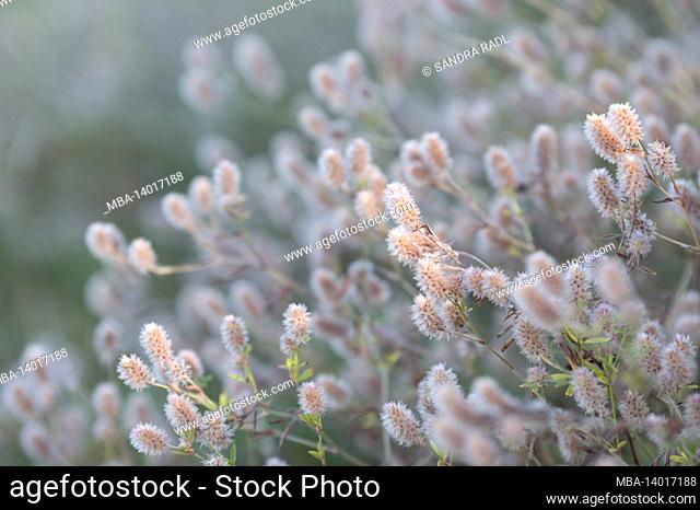 hare clover (trifolium arvense), inflorescences in the morning light, germany