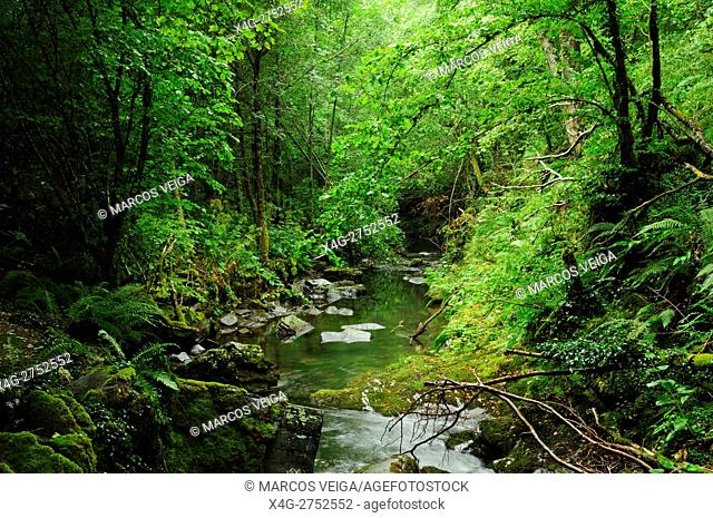 Deciduous forest. O Caurel, Galicia, Spain
