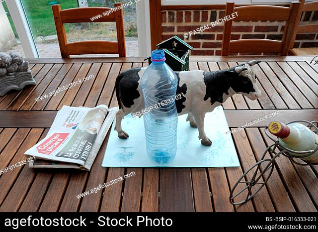 Cow figurine on a table in the home of a Liberal Campaign Nurse patient