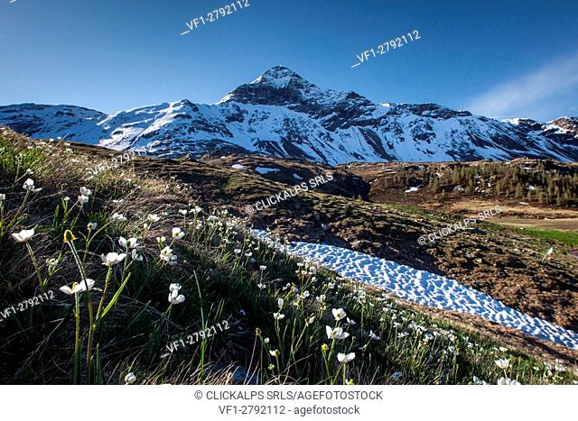 Spring blooming in Alpe Campagneda just in front of the Pizzo Scalino, Valmalenco, Valtellina, Italy