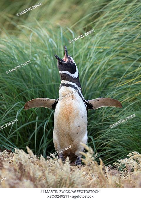 Magellanic Penguin (Spheniscus magellanicus). South America, Falkland Islands, January