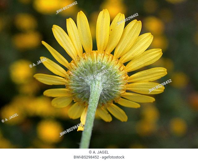 yellow chamomile, dyer's chamomile (Anthemis tinctoria), inflorescences from below, Germany