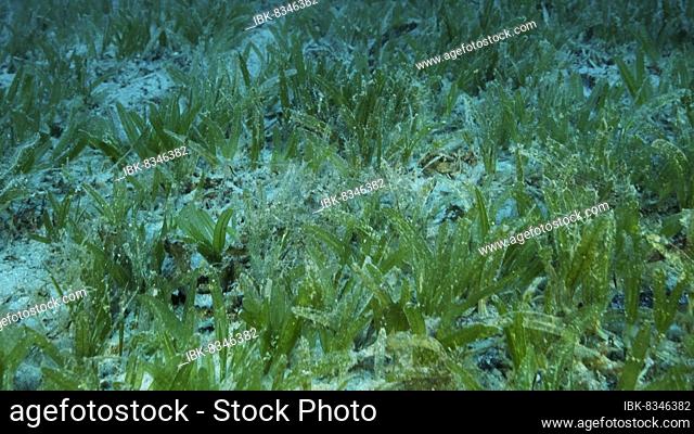 Close-up of the Halophila seagrass. seabed covered with green seagrass. Underwater landscape. Red sea, Egypt, Africa