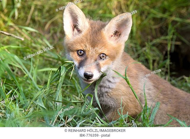 Young Red Fox (Vulpes vulpes), Thaur, Tyrol, Austria, Europe