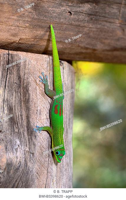 Gold dust day gecko (Phelsuma laticauda), at a wooden post in the Ankarana Lodge , Madagascar, Ankarana National Park