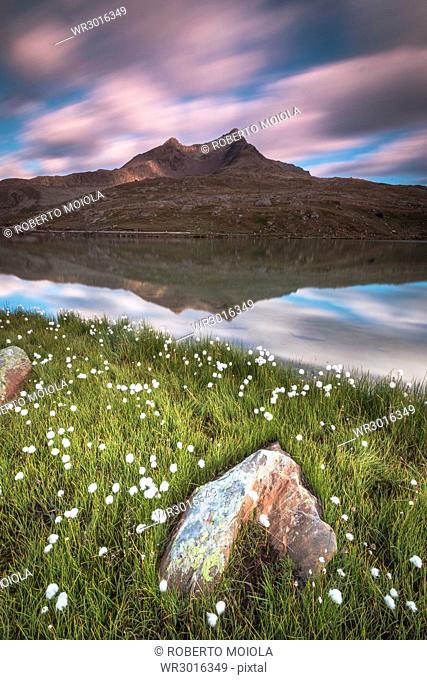 Cotton grass on the shore of Lago Bianco, Gavia Pass, Valfurva, Valtellina, Lombardy, Italy, Europe