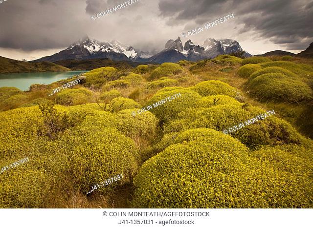 Rainstorm engulfs Cuernos del Paine peaks, thorny 'matabarrosa'  Mulinum spinosum in flower, Parque Nacional Torres del Paine, Patagonia, Chile