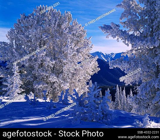 Snow and rime-coated Whitebark Pines, Pinus albicaulis, with the Boulder Mountains beyond, Galena Summit, Sawtooth National Recreation Area