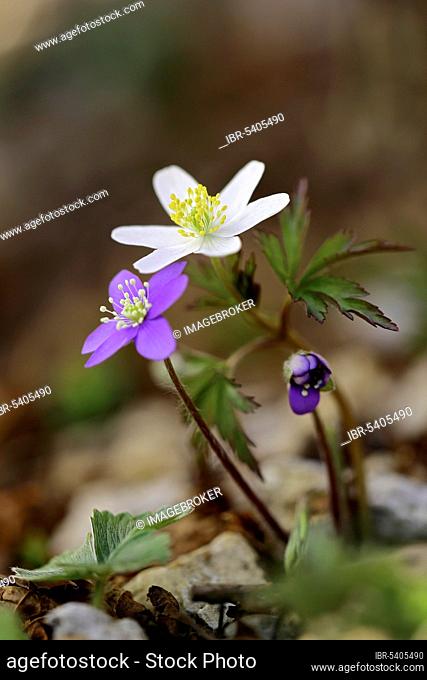 Wood anemone (Anemone nemorosa) Three-lobed Liverwort (Hepatica nobilis) spring, springtime, Baden-Württemberg, Germany, Europe