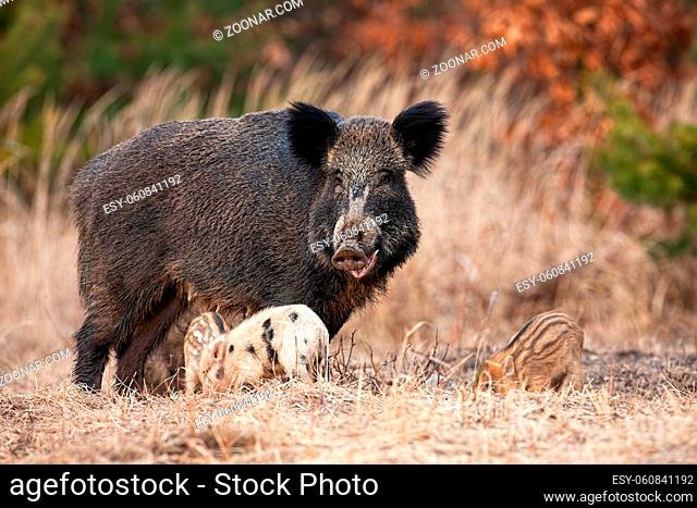 Family of wild boar, sus scrofa, with adult hairy mother and little piglets grazing in spring nature. Group of wild animals standing close together on a meadow...