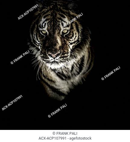 Siberian/Amur tiger (Panthera tigris altaica)
