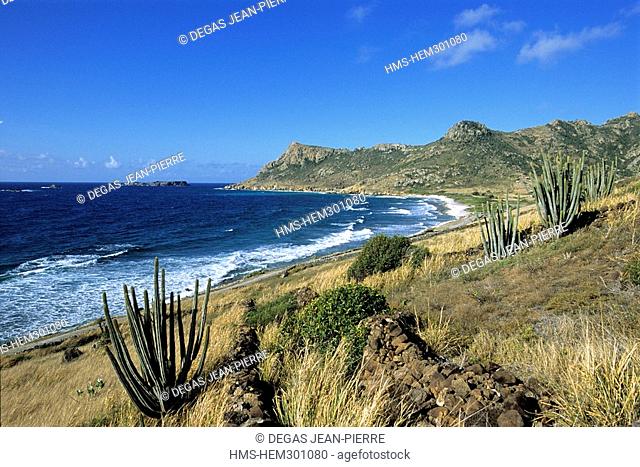 France, Guadeloupe French West Indies, Saint Barthelemy, Anse Grand Fond with ragged coast and giant cactus