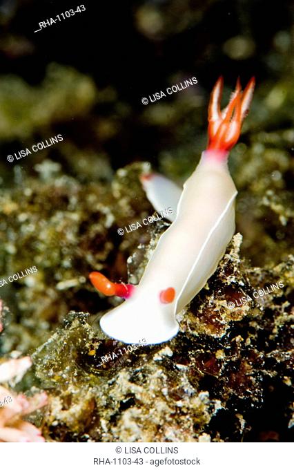 Hypselodoris bullockii nudibranch, grows to 70mm, Indo-west Pacific waters, varies greatly in colours, Philippines, Southeast Asia, Asia