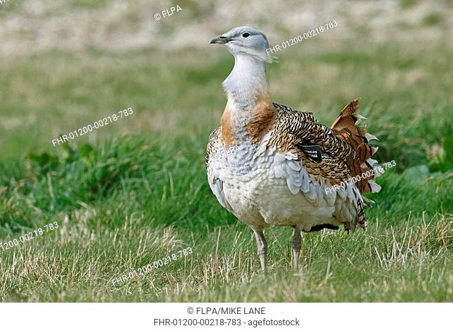 Great Bustard (Otis tarda) adult male, with wing tag, standing on grass, released in reintroduction project, Wiltshire, England, March
