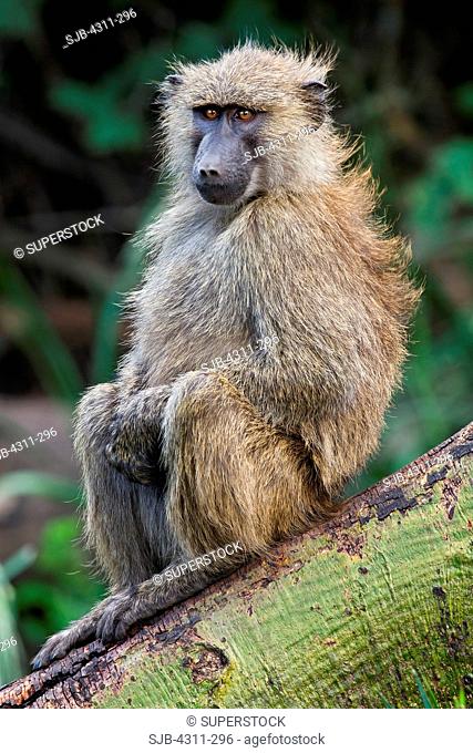 A Young Adult Olive Baboon Sitting on a Tree Stump