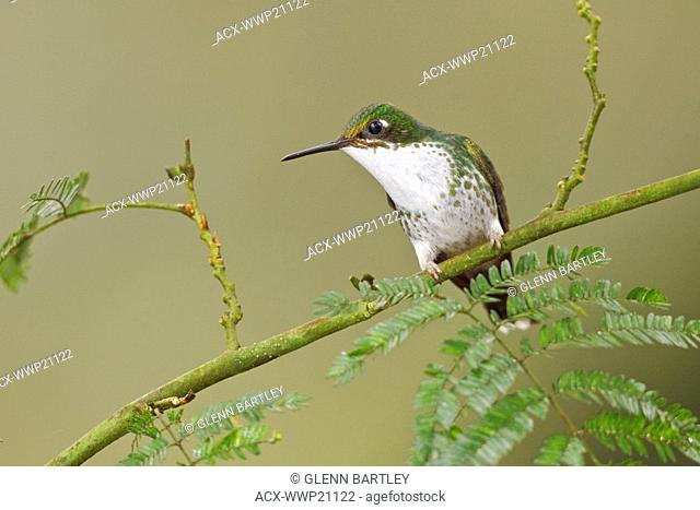 A Booted Racket-tail hummingbird Ocreatus underwoodii perched on a branch in the Tandayapa Valley of Ecuador