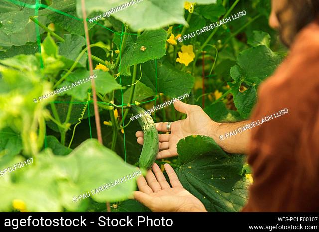 Hands of farmer showing cucumber amidst leaves