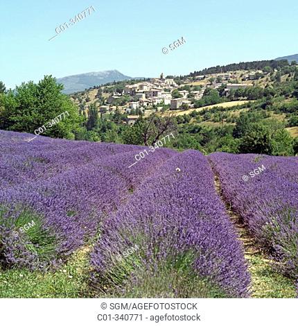 Blossoming lavender field and Aurel Village. Vaucluse, Provence. France