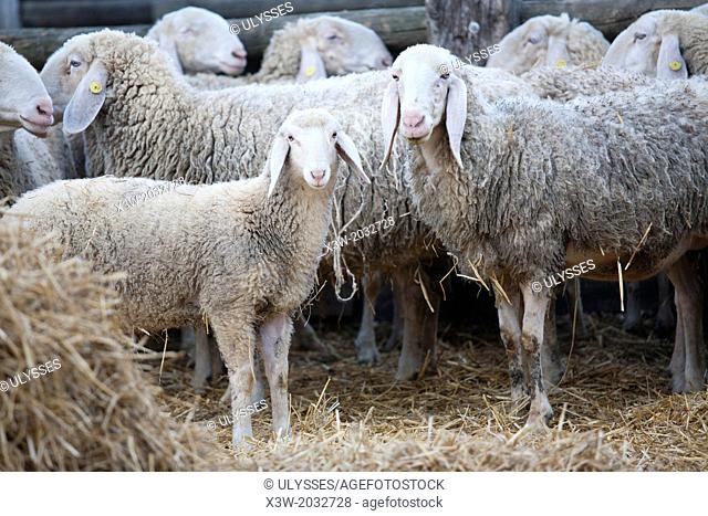 sheep, farm of prato pozzo, comacchio, ravenna province, po river delta, emilia romagna, italy, europe