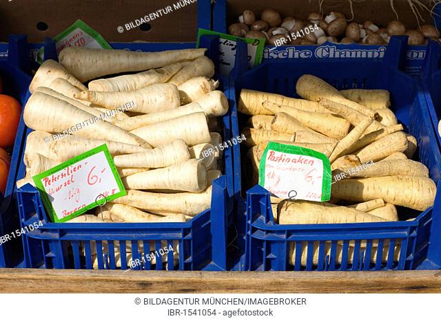 Parsley roots and parsnips on the Viktualienmarkt food market, Altstadt-Lehel district, Munich, Bavaria, Germany, Europe