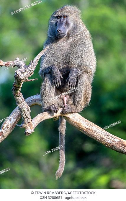 Olive baboon (Papio anubis) also called the Anubis baboon sits on a branch in the Maasai Mara National Reserve, Kenya