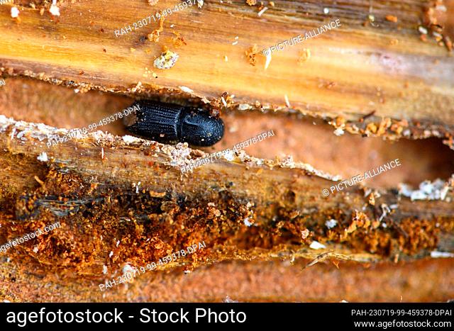 19 July 2023, Saxony-Anhalt, Haldenslenben: A twelve-toothed pine bark beetle crawls through a feeding tunnel on the underside of a pine bark