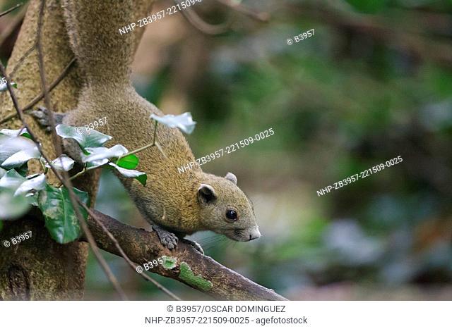 Gray-bellied Squirrel (Callosciurus caniceps) on branch. Kaeng Krachan National Park. Thailand