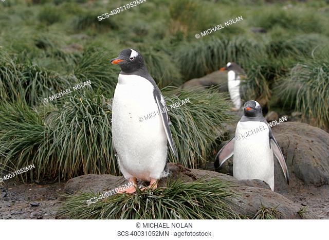 Gentoo penguins Pygoscelis papua on the beach in tussock grass at Prion Island in the Bay of Isles on South Georgia Island, South Atlantic Ocean
