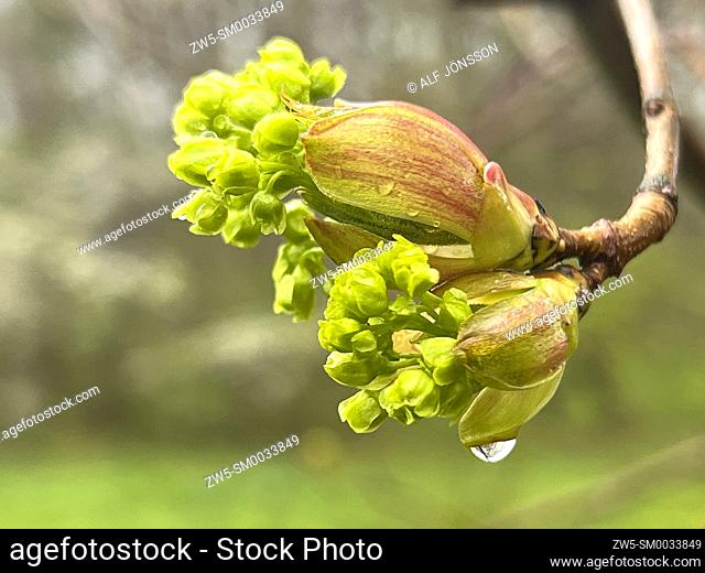 Horse chestnut, bud (Aesculus hippocastanum) in springtime