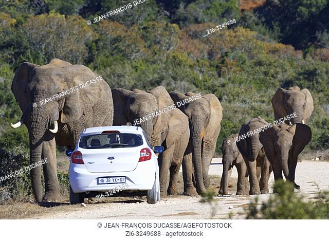African bush elephants (Loxodonta africana), herd with calves walking, a tourist car stopped on the side of a dirt road, Addo Elephant National Park