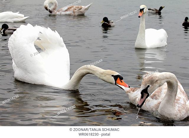 adult swan biting young swan
