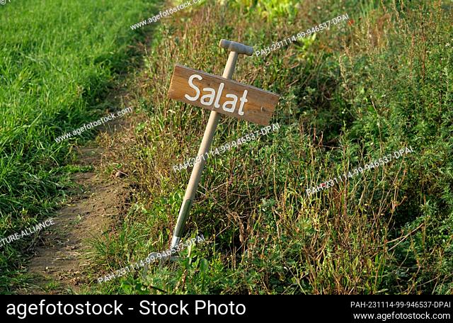 13 November 2023, Berlin: 13.11.2023, Berlin. On the grounds of an organic farming project stands a sign made from a digging fork, marking a bed of lettuce