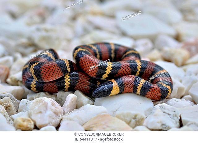 Tropical Kingsnake, Milk Snake (Lampropeltis triangulum), non venomous, Corozal district, Belize