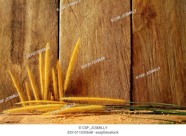 Still life with foxtail grass on grunge wooden background