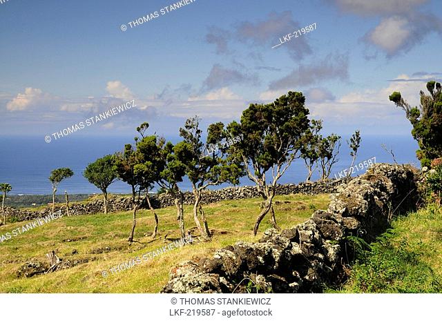 Landscape beneath the Vulcano, Pico Island, Azores, Portugal