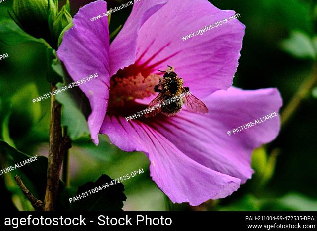 26 August 2021, Lower Saxony, Brunswick: A bumblebee, covered in pollen, buzzes around a flower of a garden hibiscus (Hibiscus syriacus) also called shrub...