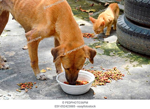 street dog and ginger kitten feeding instant dried food in car junkyard