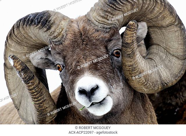 A horozontal portrait of a wild, adult, full curl, Rocky Mountain Bighorn Sheep chewing on a blade of grass making funny expressions with his face