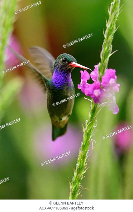 Blue-throated Sapphire (Hylocharis eliciae) flying and feeding at a flower in Costa Rica