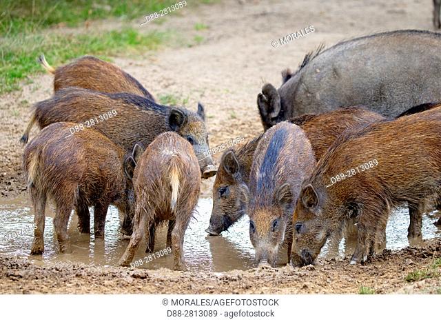 France, Haute Saone, Private park, Wild Boar (Sus scrofa), sow with youngs