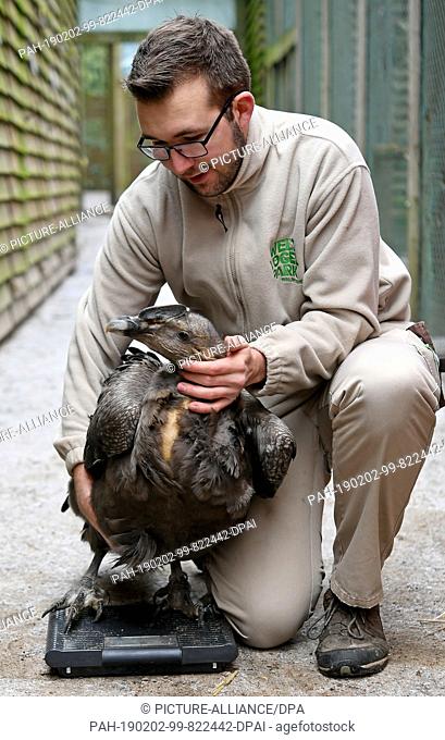 01 February 2019, Lower Saxony, Walsrode: The Andes condor Chico, which weighs eleven kilograms, will be weighed by animal keeper Michael Lenzgen during this...