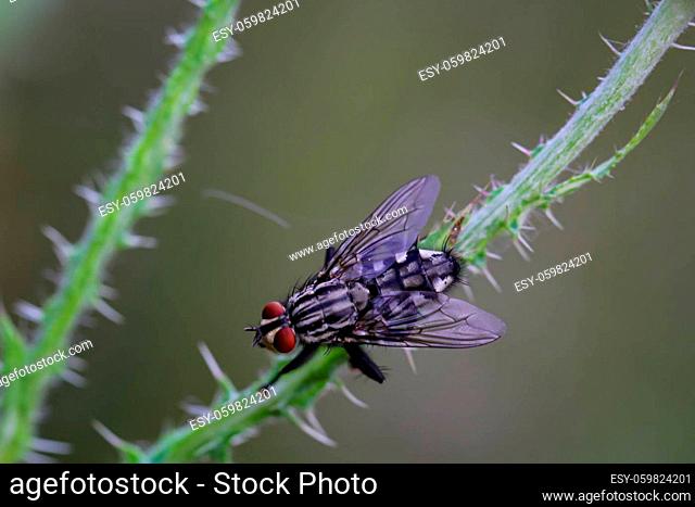 A close-up of a fly on a plant