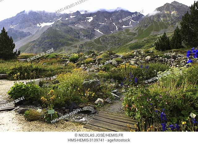 France, Hautes Alpes, Villar d'Arene, Col du Lautret, Alpine Botanical Garden of Lautaret, Massif du Combeynot